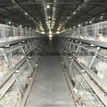 un tipo de jaula automática de alimentación de aves de corral de capa para Coop